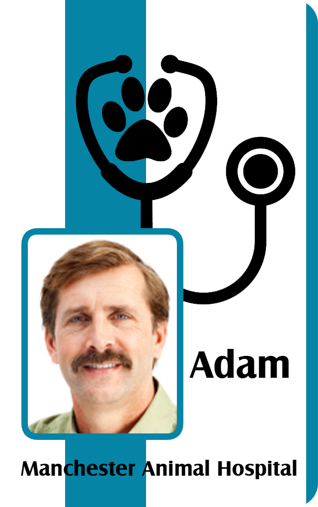 Template ID badge featuring a man’s photo, stethoscope with paw print icon, name area, Manchester Animal Hospital text. Durable PVC, waterproof, clear overlay option