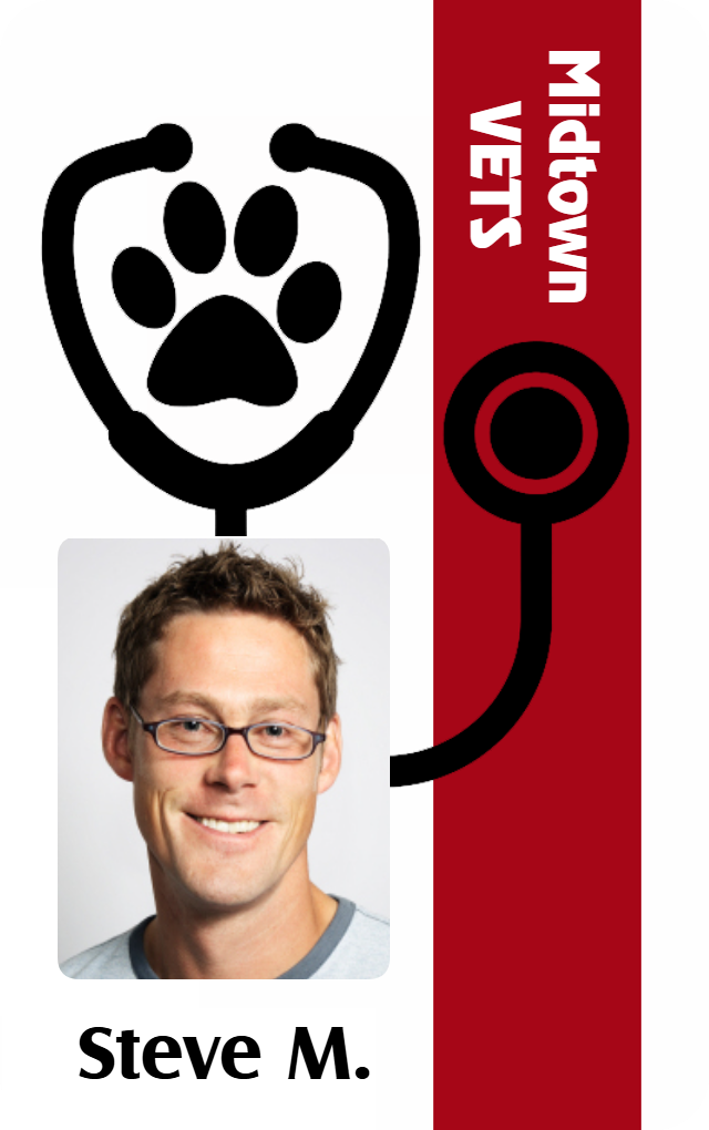 Template ID badge for Midtown Vets featuring a stethoscope and paw print logo, a smiling man with glasses, clear overlay option, durable PVC, name printed below