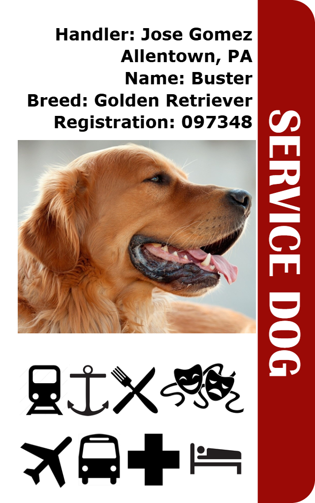 Template service dog id card features a golden retriever, handler info, and transport icons. Large red SERVICE DOG bar. Durable PVC, waterproof, added security holographic overlay option