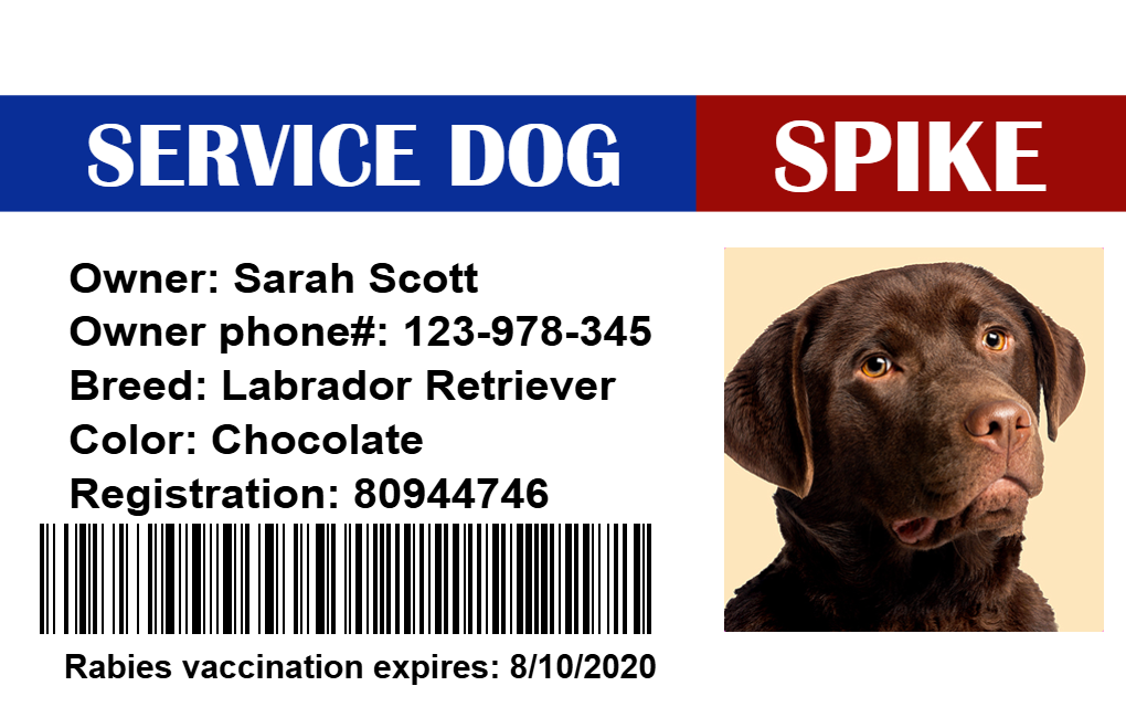 Service dog ID badge template for a chocolate Labrador Retriever, includes photo, owner info, registration number, barcode. Waterproof, wear resistant