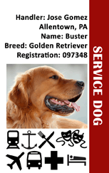 Template service dog id card features a golden retriever, handler info, and transport icons. Large red SERVICE DOG bar. Durable PVC, waterproof, added security holographic overlay option