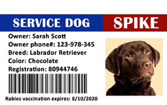 Service dog ID badge template for a chocolate Labrador Retriever, includes photo, owner info, registration number, barcode. Waterproof, wear resistant